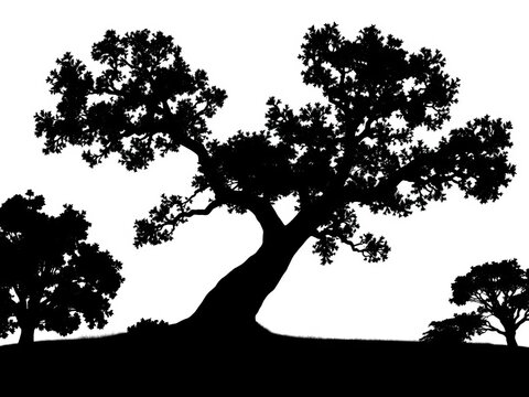 Oak tree silhouette vector isolated on white nature black color tree icon copy space, tree shape, black background