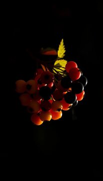 Silhouette of a cluster of colorful berries with stems and leaves, botanical, garden