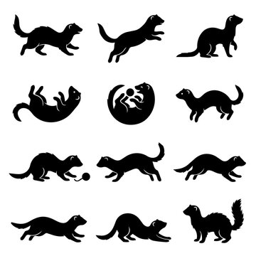 Ferret silhouettes set various poses black icons isolated on white