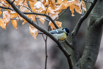 bird on a branch © Руслана Жадан