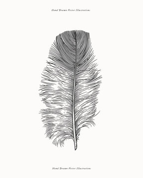 Hand drawn vector illustration of a bird feather. Perfect for nature or organic themes.