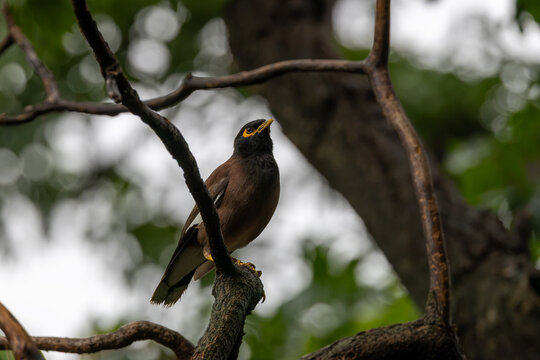 Common Myna perched in a tree