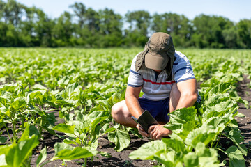 Fototapeta premium Male farmer in a sun hat crouches in a field of green plants while using a tablet to monitor crop growth under clear blue sky