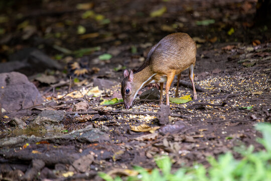 Mouse-deer feeding in the forest