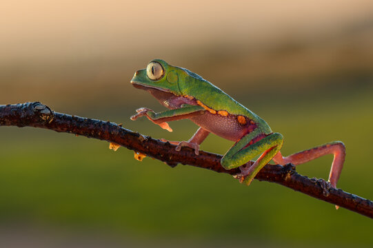 Super tiger-leg monkey tree frog (Phyllomedusa tomopterna), Alajuela, Costa Rica