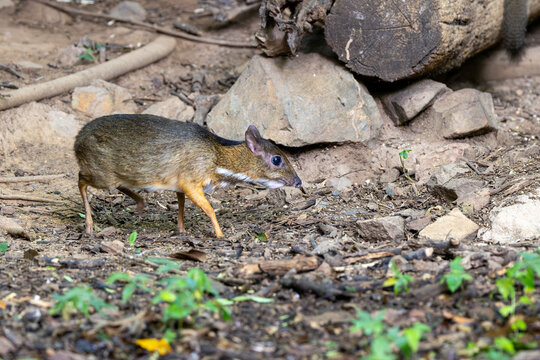Mouse-deer on the forest floor