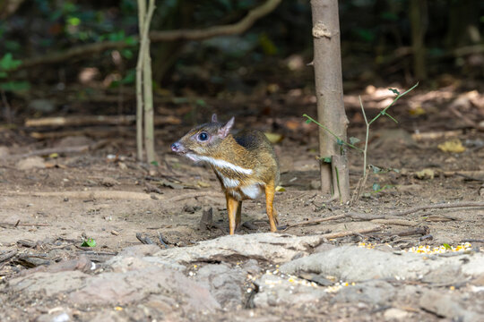 Mouse-deer standing alert on the forest floor
