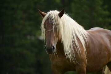 Portrait eines schönen blonden Pferdes vor dunklem Hintergrund © Grubärin