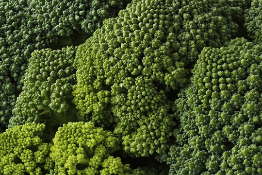 Detailed texture background of fresh green broccoli stalks