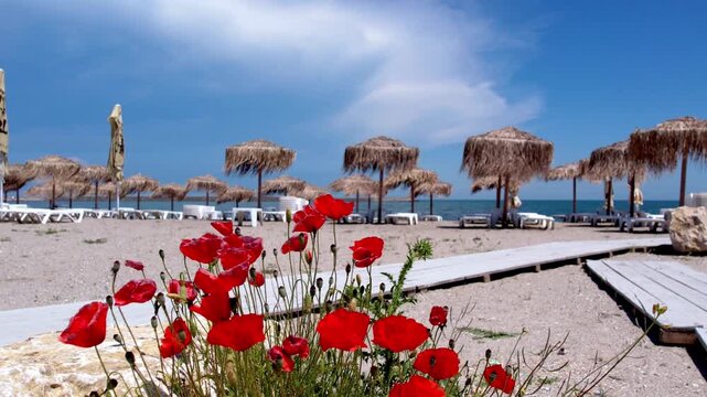 Bright red wild poppies blooming in the sand along a wooden walkway at a tropical beach resort. Mediterranean summer landscape with thatch umbrellas, sea, and clear blue sky. Red poppies
