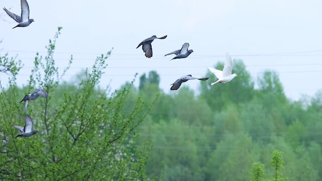 Flock of City Pigeons Flying Among Green Trees