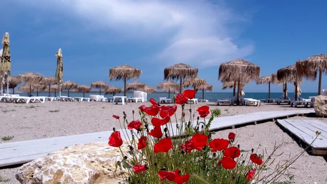 Bright red wild poppies blooming in the sand along a wooden walkway at a tropical beach resort. Mediterranean summer landscape with thatch umbrellas, sea, and clear blue sky. Red poppies