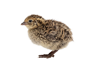 Obraz premium Speckled Brown Quail Chick Profile Isolated on Black Background for Poultry Farming and Aviculture Educational Projects