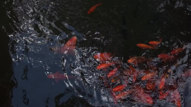 Beautiful Red Koi Fish Swimming in Dark Pond Water Featuring Design Elements