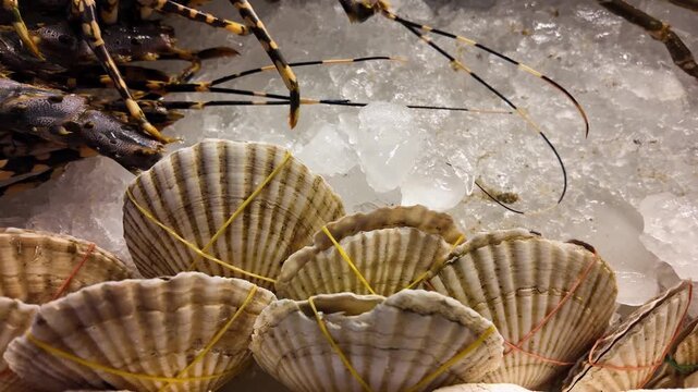 Fresh Lobsters and Scallops on Ice at Thai Seafood Market in Phuket 4K