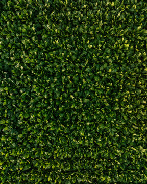 Aerial view of lush green field of crops with dense foliage and rows visible from above in Groningen, Netherlands.
