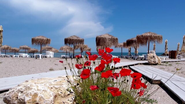 Bright red wild poppies blooming in the sand along a wooden walkway at a tropical beach resort. Mediterranean summer landscape with thatch umbrellas, sea, and clear blue sky. Red poppies
