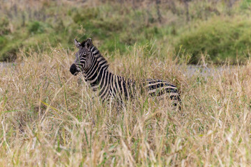 Tarangire, Tanzania - 24 June 2026 - Zebra in the Tarangire National Park © eyeworld
