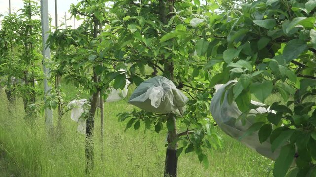 A static close-up highlights apple tree branches covered in individual mesh protection bags - quality research in horticulture.A scene for educational biology videos and agricultural science. 
