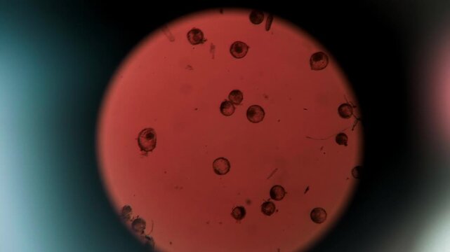 Microscopic view of bovine embryos under laboratory microscope for cattle reproduction research