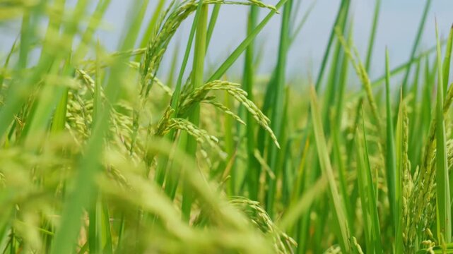 Low-angle close-up of ripening rice panicles gently swaying in the breeze within a thriving agricultural field. Sunlight illuminates the developing grains as the wind creates soft, natural movement ac