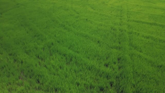Low-altitude drone footage flying above a dense green rice field at an active stage of growth. The lush vegetation and uniform crop coverage highlight modern rice cultivation practices, agricultural p