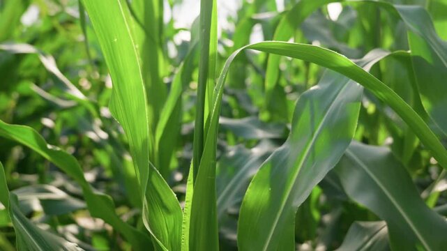 Close-up view of healthy corn (maize) plants growing in a cultivated agricultural field. Sunlight filters through the vibrant green leaves, revealing the texture and structure of the crop while highli