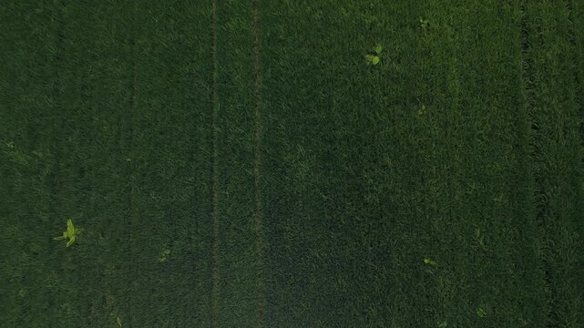 Top-Down Drone View of Rice Field with Dense Green Rice Crop Pattern