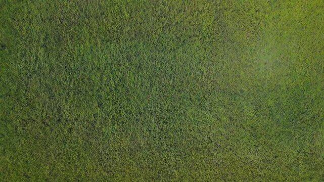 Top-down aerial view of a lush rice field as the wind gently moves the crop, creating organic patterns and flowing textures across the landscape. This drone footage captures the beauty of active rice