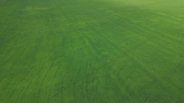Aerial drone view of a lush green rice field showcasing healthy crop growth and large-scale agricultural production. The uniform texture and vibrant vegetation highlight modern rice cultivation, susta