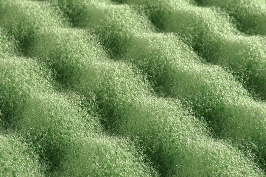 Close up of a green sponge plate