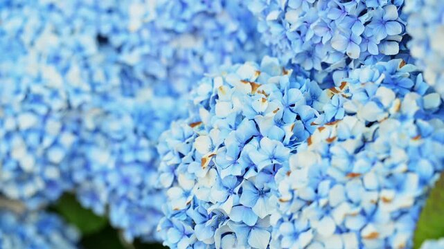 Macro shot of full mophead hydrangea flower blooms clustered closely together. Documents the peak spring flowering cycle, backyard organic cultivation, and vibrant summer flora growth.