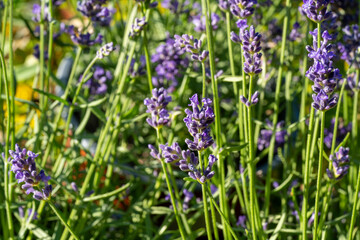 Obraz premium Close-up of blooming lavender flowers in a garden with green stems and leaves