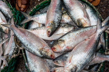 Obraz premium Traditional bamboo baskets filled with fresh silver hilsa fish at a wholesale depot. Fishery Ghat is Chattogram’s largest wholesale marine and freshwater fish market