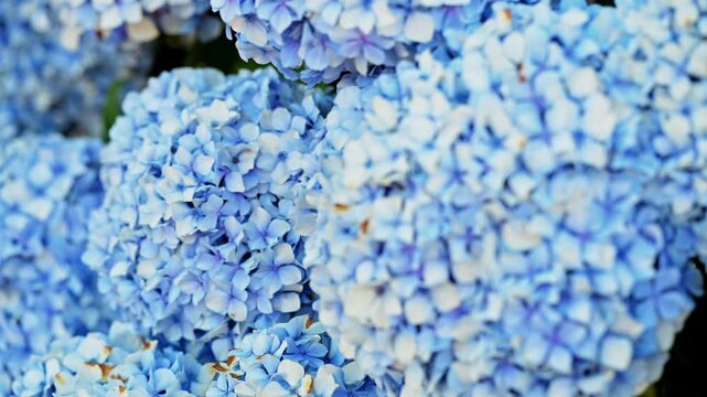 A technical pull focus transitions smoothly from the blurry background to sharpen the foreground petals of a blue Bigleaf Hydrangea bush. Explores cinematic macro focus styles for botany.