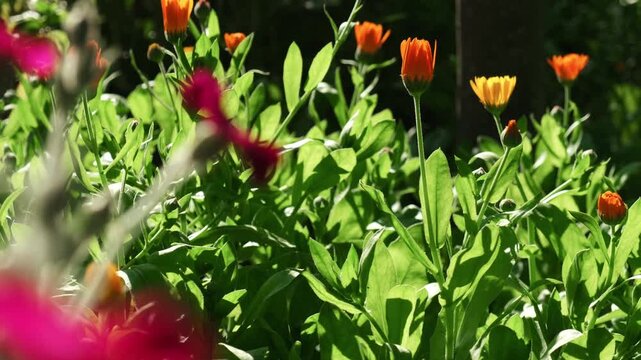 Summer garden background. Calendula flowers in bloom.