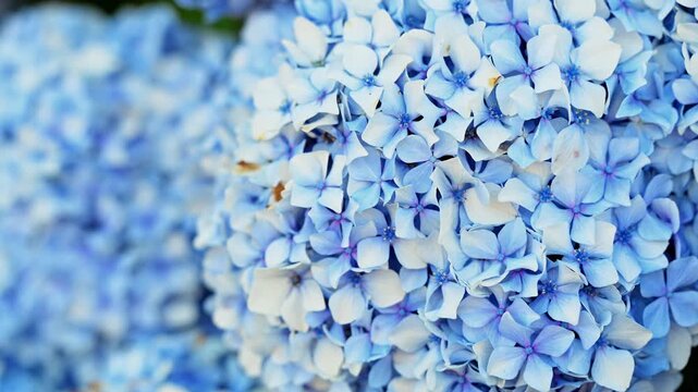 Rack focus shift across vibrant blue mophead hydrangea clusters (Hydrangea macrophylla). Captures professional cinematic depth of field adjustments for botanical documentaries and nature content.