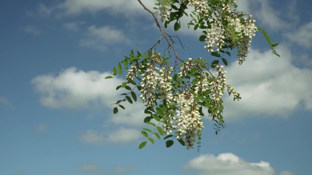 A static low-angle view captures a blooming black locust branch swaying gently against a blue summer sky with light clouds. Perfect for seasonal nature transitions and bright scenic backgrounds. 