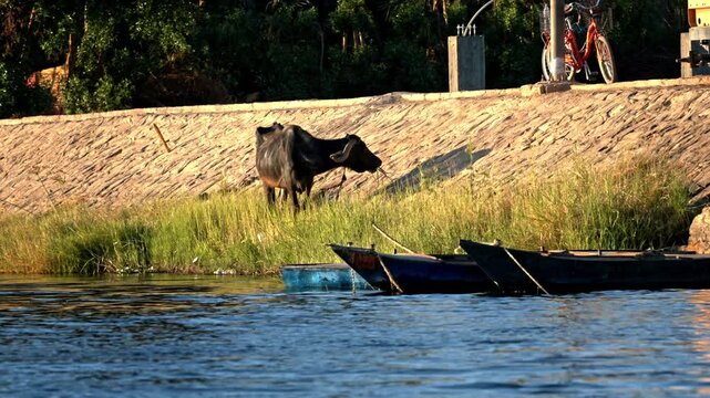 A riverside view in Luxor capturing a domestic water buffalo grazing on a patch of grass along the Nile.
