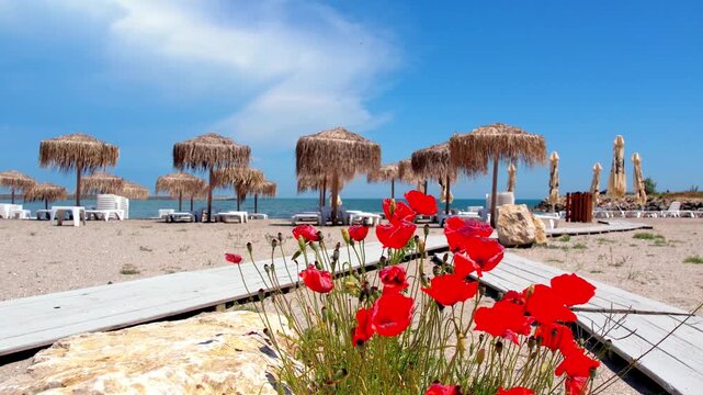 Bright red wild poppies blooming in the sand along a wooden walkway at a tropical beach resort. Mediterranean summer landscape with thatch umbrellas, sea, and clear blue sky. Red poppies