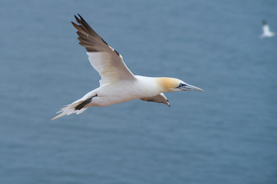 Isolated close-up of a northern gannet in flight | Morus bassanus