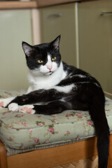 A black and white domestic cat rests on a floral cushion. The cat has green eyes and a sleek coat, showcasing its playful demeanor in a cozy indoor setting. © Ksu