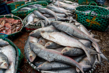 Obraz premium Close up selective focus of premium quality fresh silver hilsa fish stacked in a wicker basket. Fishery Ghat is Chattogram’s largest wholesale marine and freshwater fish market