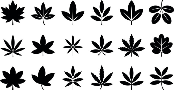 Black leaf silhouettes and cannabis marijuana vectors set featuring varied botanical shapes maple foliage and decorative tree leaves design