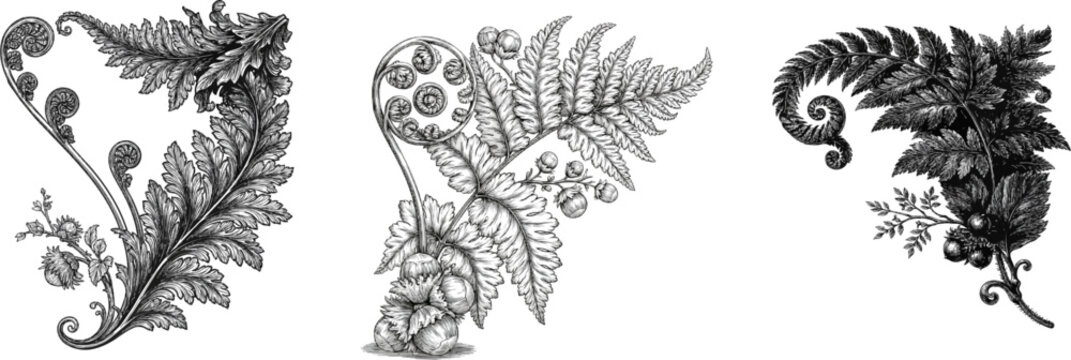 A detailed botanical illustration featuring intricate fern fronds, fiddleheads, and wild hazelnuts, rendered in bold black and white line art with sharp contours against a solid white background