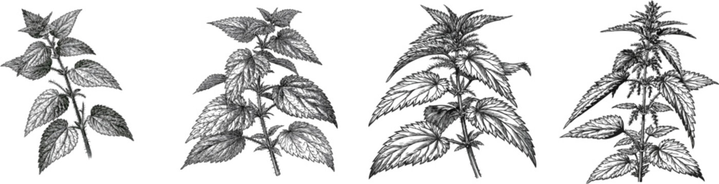 A detailed botanical illustration of a single plant of common nettle showcases its intricate leaves, stems, and stinging hairs in sharp black and white line art with bold contours against a solid