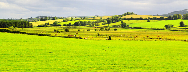 A typical rural scenery in Ireland. The area is characterized by extensive, intensely green meadows and pastures, structured by hedges or fences. © Victor
