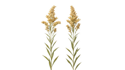 Fototapeta premium Two Goldenrod Wildflower Stems Isolated on White Background for Floral Design and Botanical Projects