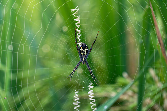 Macro closeup of a colorful argiope spider on its circular web with prominent zigzag stabilimentum decoration against a blurry green rice field foliage bokeh backdrop, wildlife nature structure