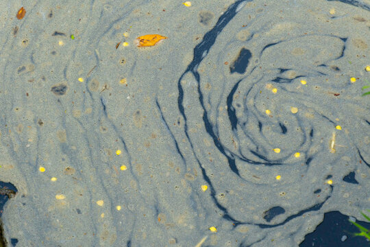 Full frame top view abstract texture of swirling organic scum, foam, and pollen on stagnant water surface with fallen yellow petals, natural environmental pollution backdrop